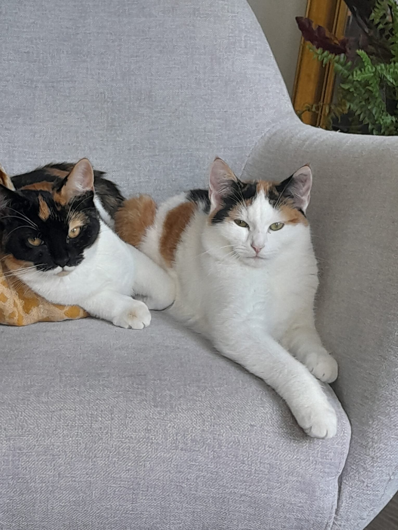 hondenuitlaatservice rotterdam