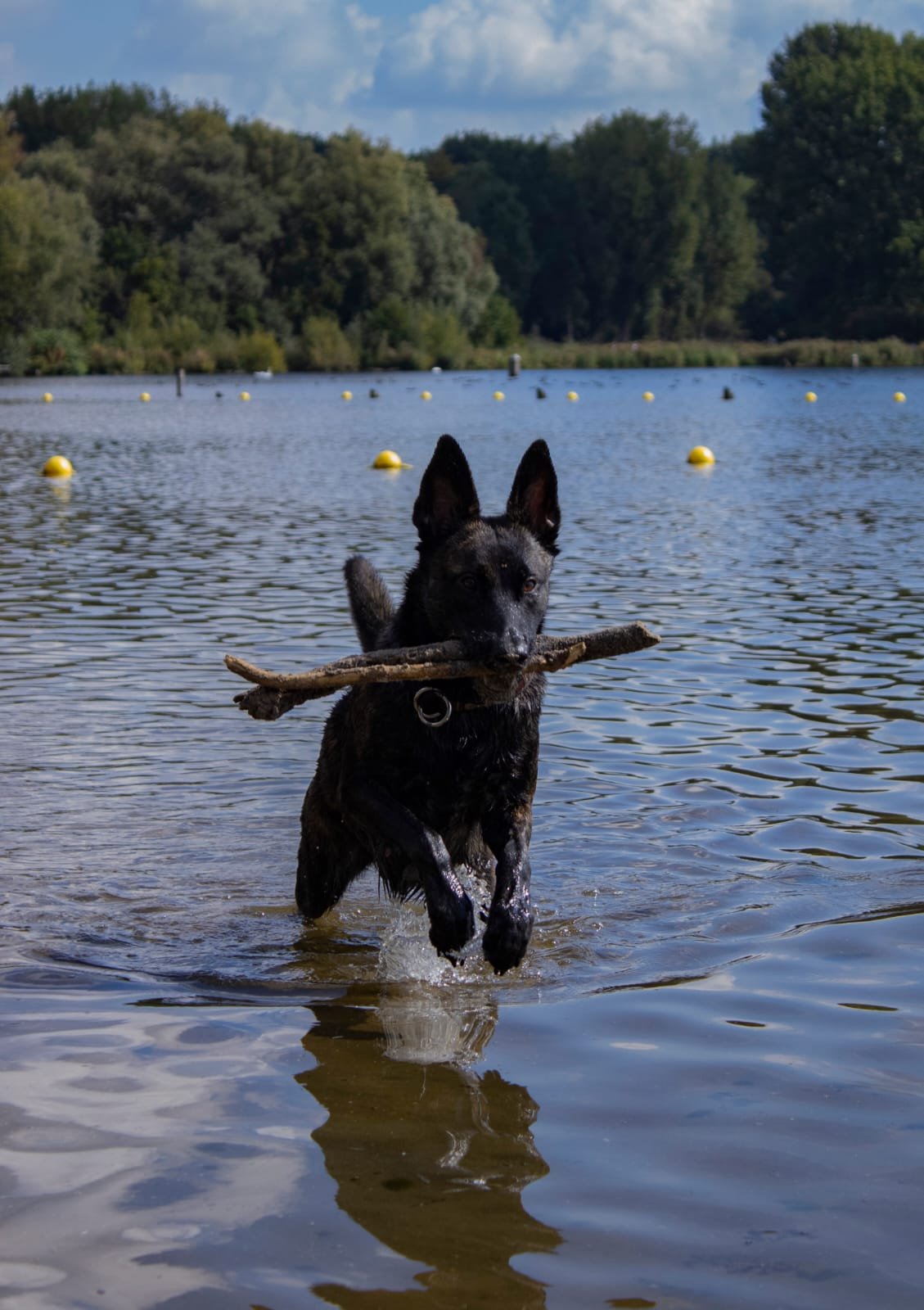 hondentraining rotterdam