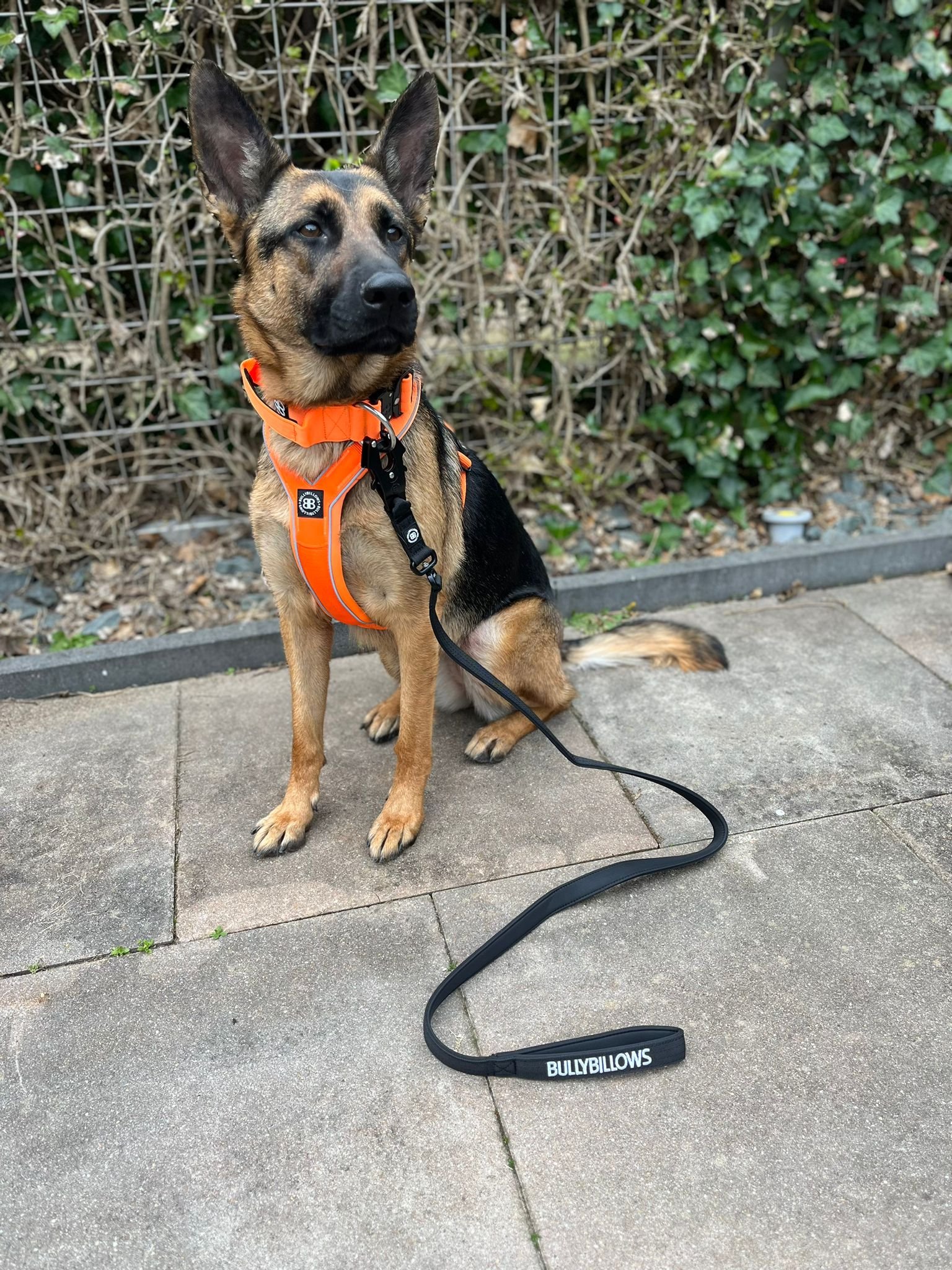 hondentraining rotterdam