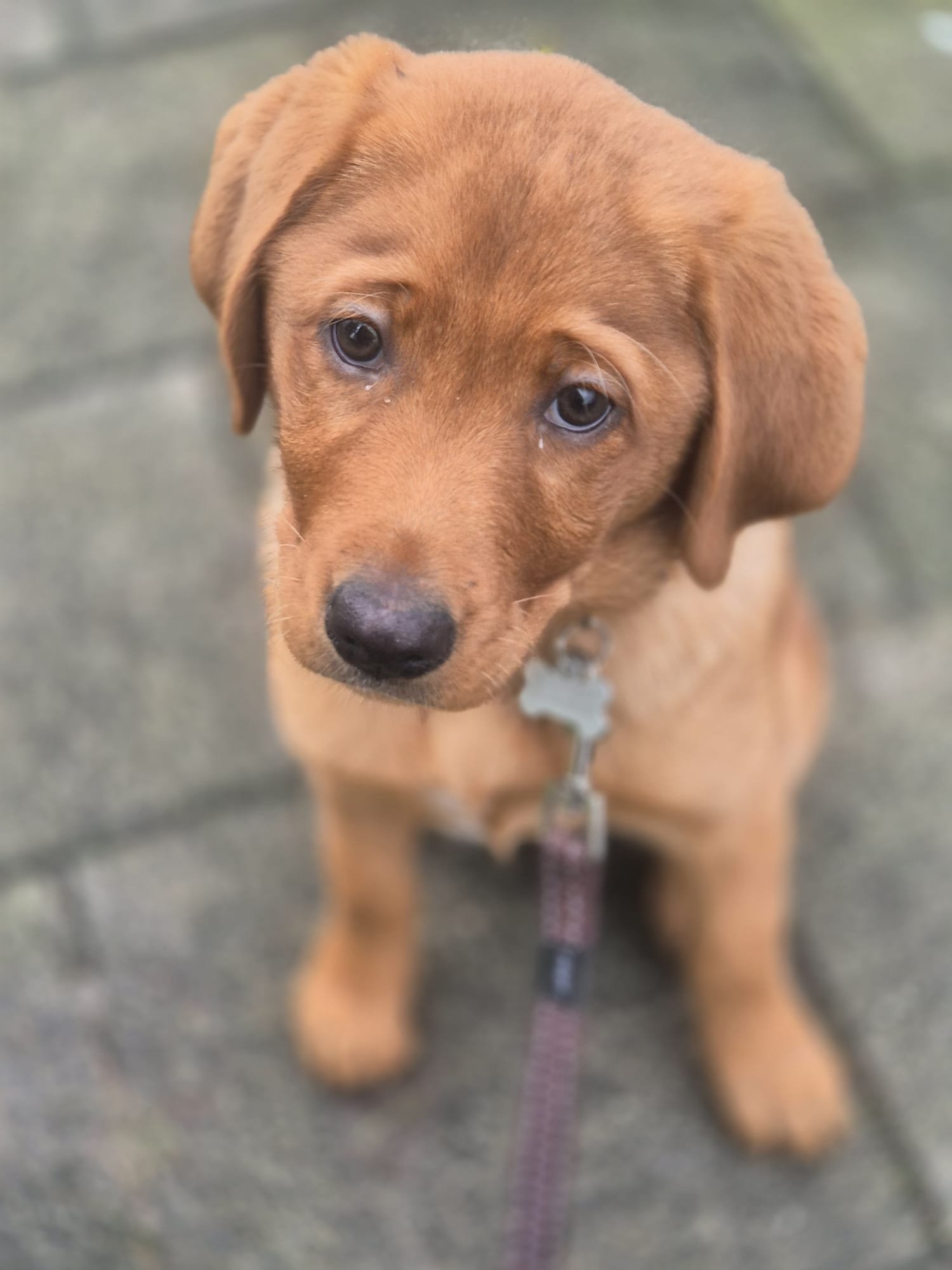 honden uitlaten rotterdam oost
