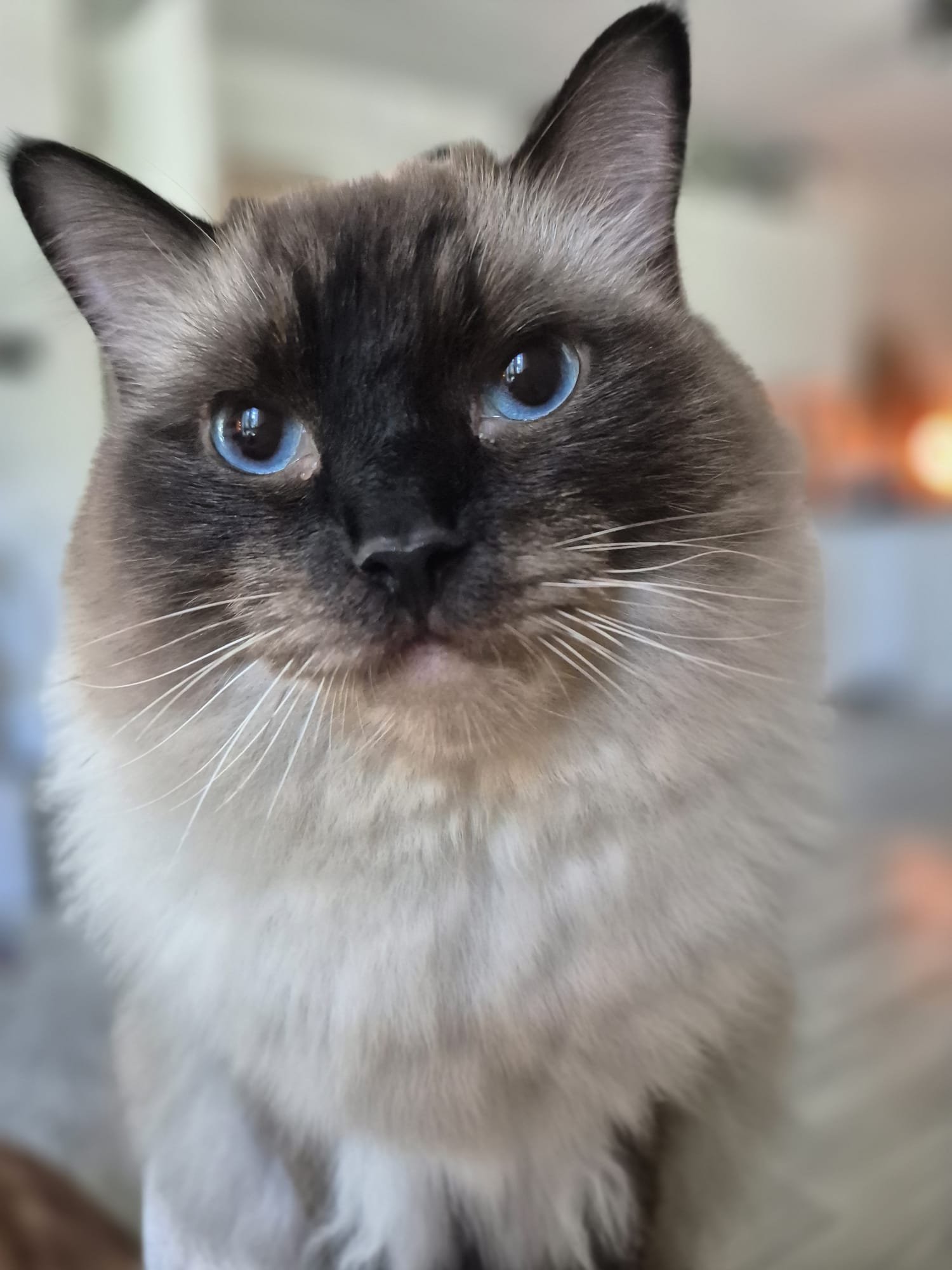 kattenoppas rotterdam oost