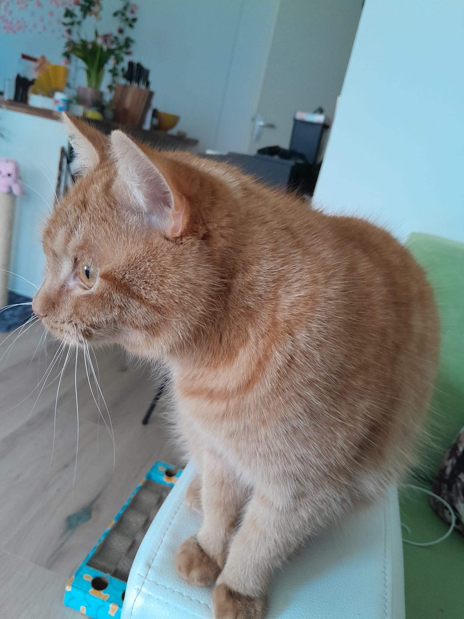 kattenoppas rotterdam oost