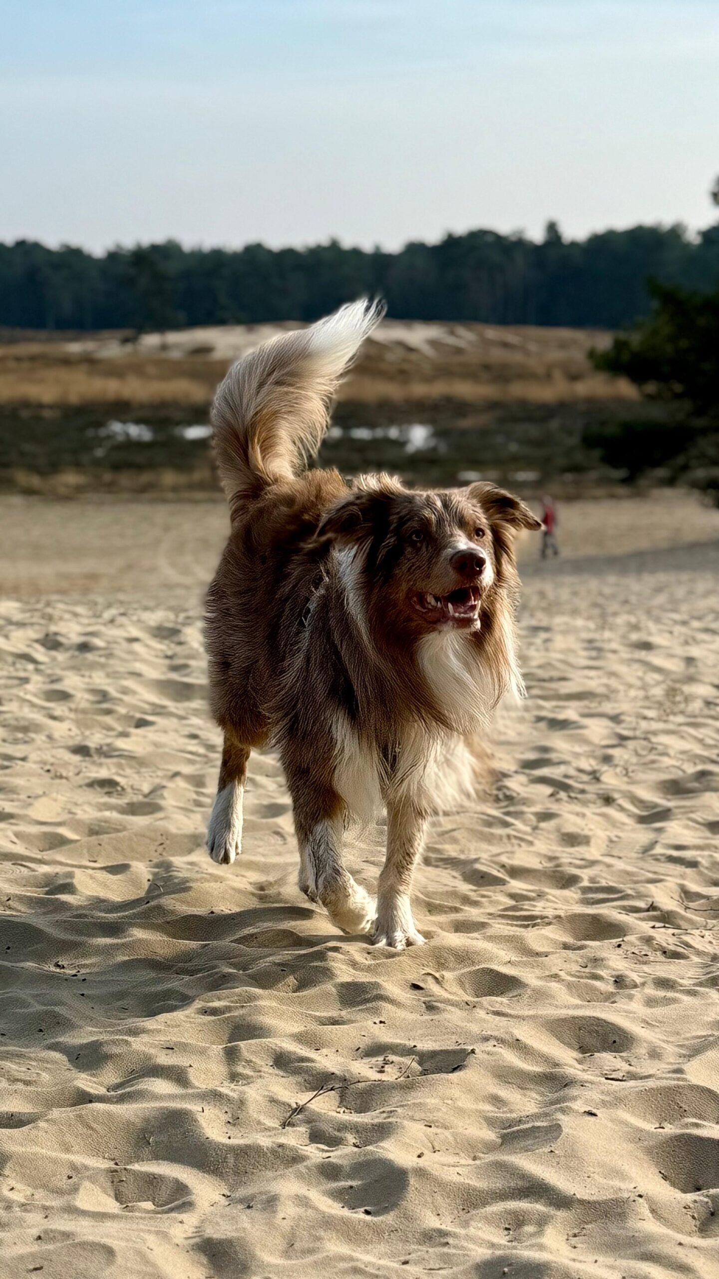 honden uitlaten rotterdam oost