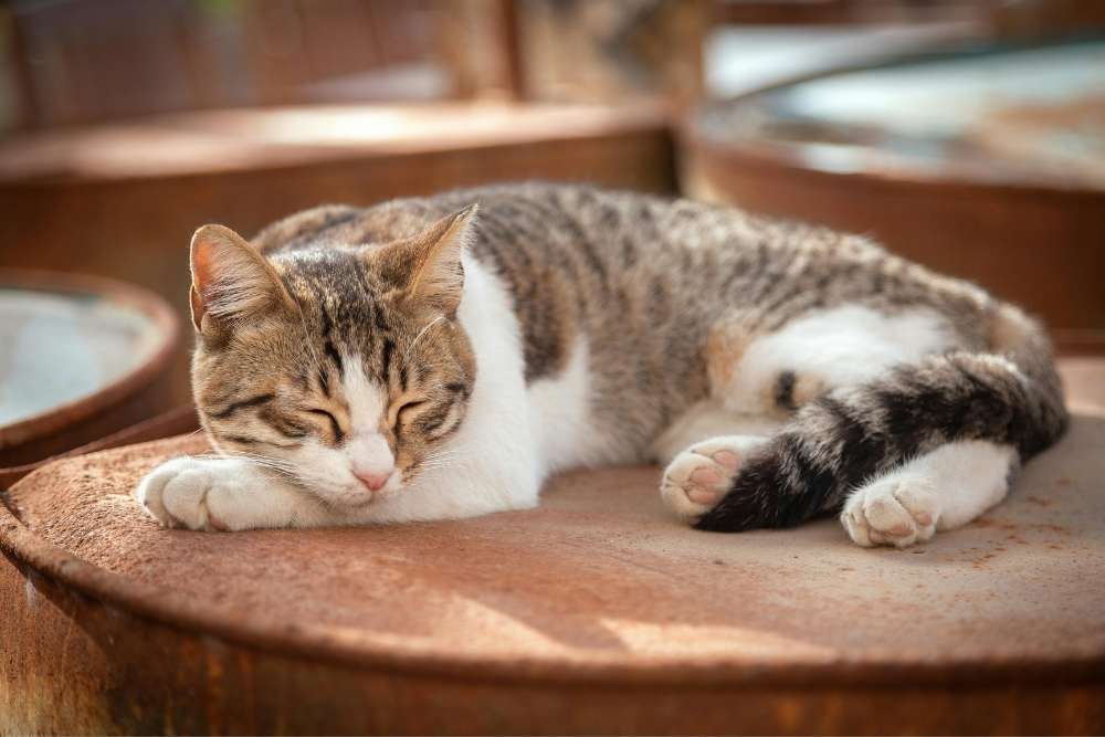 kat alleen thuis laten